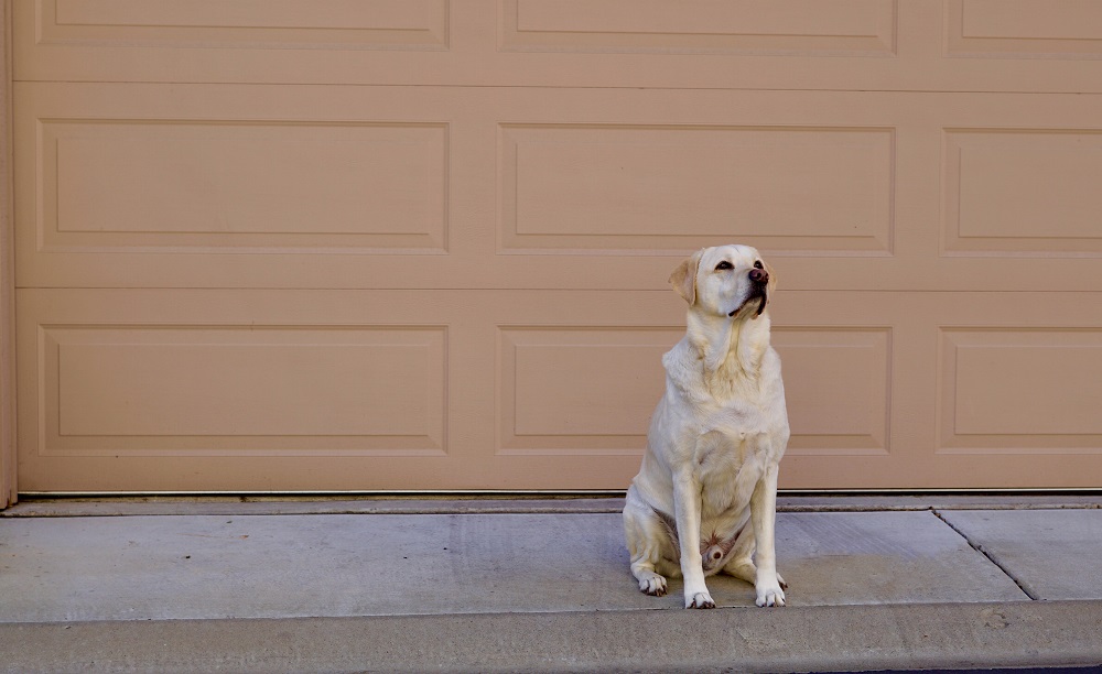 a white dog sitting in front of a tan garage door