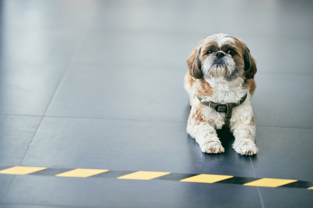 Cute dog sitting on the floor.