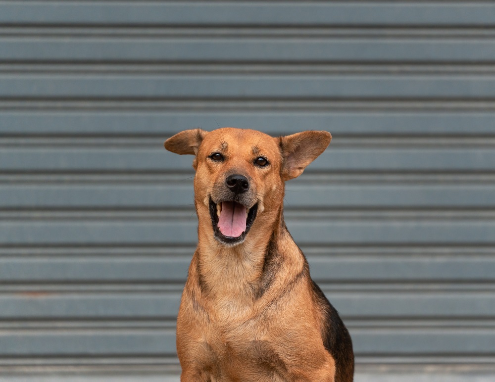Young brown female domestic dog sitting and looking at camera 